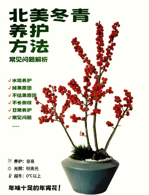 北美冬青插花怎么养(北美冬青插花怎么养护)-第4张图片-多多自然网 北美冬青插花怎么养(北美冬青插花怎么养护)-第4张图片-多多自然网