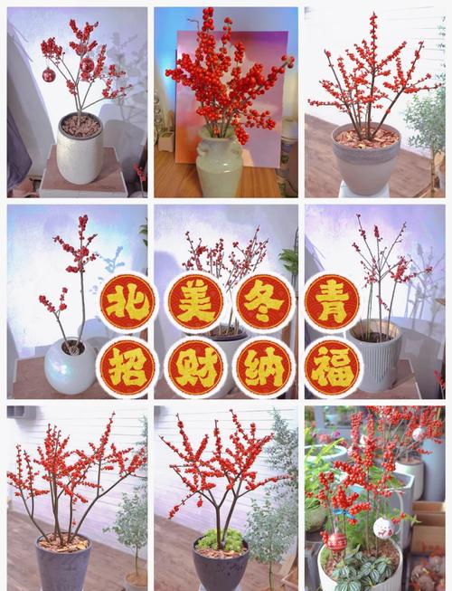 北美冬青插花怎么养(北美冬青插花怎么养护)-第6张图片-多多自然网 北美冬青插花怎么养(北美冬青插花怎么养护)-第6张图片-多多自然网
