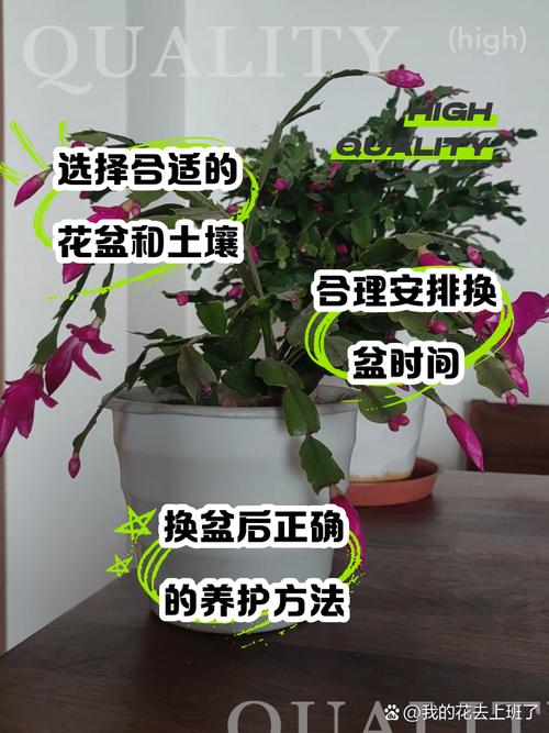 蟹爪兰几月换盆好(蟹爪兰什么时候换盆换土好)-第1张图片-多多自然网 蟹爪兰几月换盆好(蟹爪兰什么时候换盆换土好)-第1张图片-多多自然网