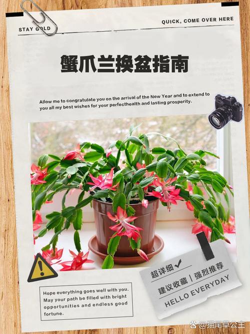 蟹爪兰几月换盆好(蟹爪兰什么时候换盆换土好)-第5张图片-多多自然网 蟹爪兰几月换盆好(蟹爪兰什么时候换盆换土好)-第5张图片-多多自然网