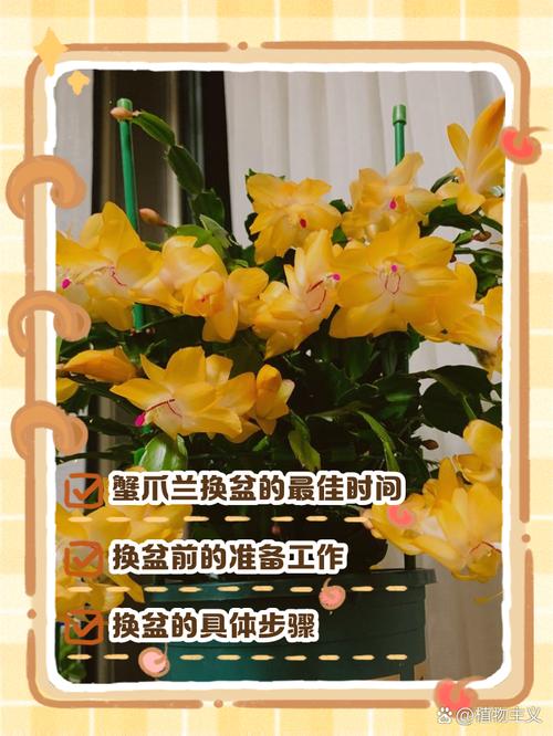 蟹爪兰几月换盆好(蟹爪兰什么时候换盆换土好)-第6张图片-多多自然网 蟹爪兰几月换盆好(蟹爪兰什么时候换盆换土好)-第6张图片-多多自然网
