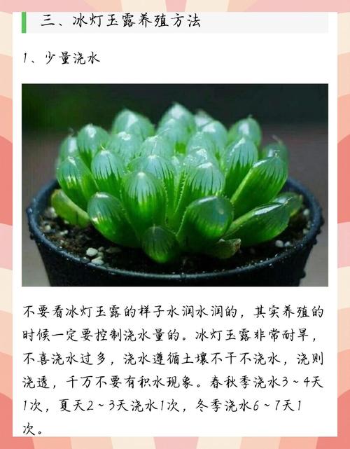 冰灯玉露冬季怎么养(冰灯玉露夏天怎么浇水)-第2张图片-多多自然网 冰灯玉露冬季怎么养(冰灯玉露夏天怎么浇水)-第2张图片-多多自然网
