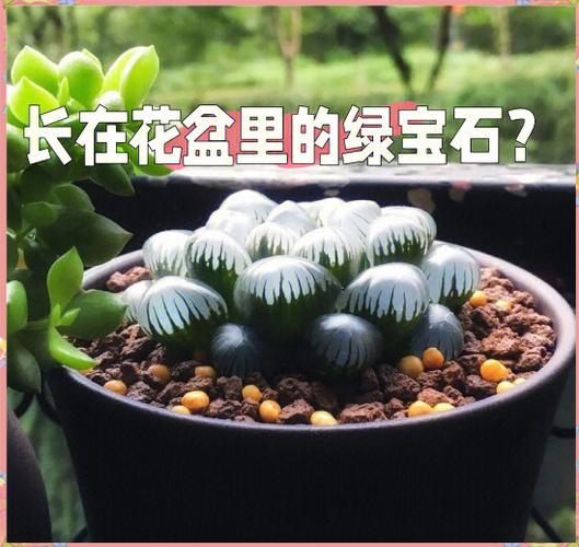 冰灯玉露冬季怎么养(冰灯玉露夏天怎么浇水)-第6张图片-多多自然网 冰灯玉露冬季怎么养(冰灯玉露夏天怎么浇水)-第6张图片-多多自然网