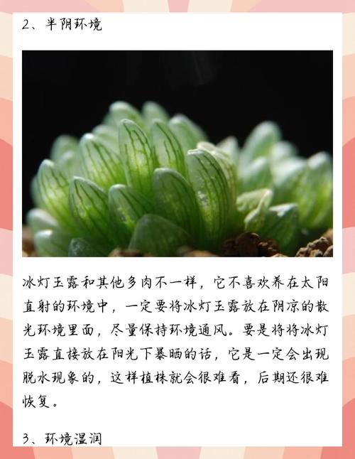 冰灯玉露冬季怎么养(冰灯玉露夏天怎么浇水)-第8张图片-多多自然网 冰灯玉露冬季怎么养(冰灯玉露夏天怎么浇水)-第8张图片-多多自然网