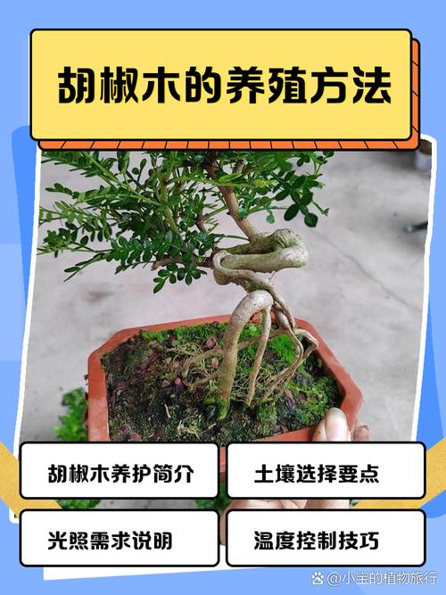 胡椒木怎么扦插(胡椒木扦插方法)-第4张图片-多多自然网 胡椒木怎么扦插(胡椒木扦插方法)-第4张图片-多多自然网