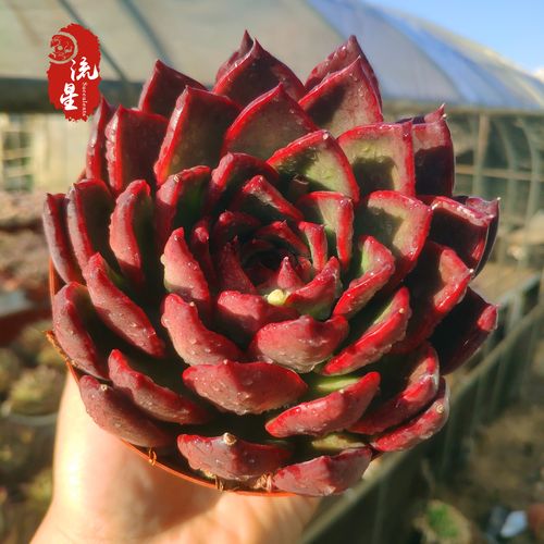 东云多肉怎么养(东云多肉有哪些种类)-第4张图片-多多自然网 东云多肉怎么养(东云多肉有哪些种类)-第4张图片-多多自然网