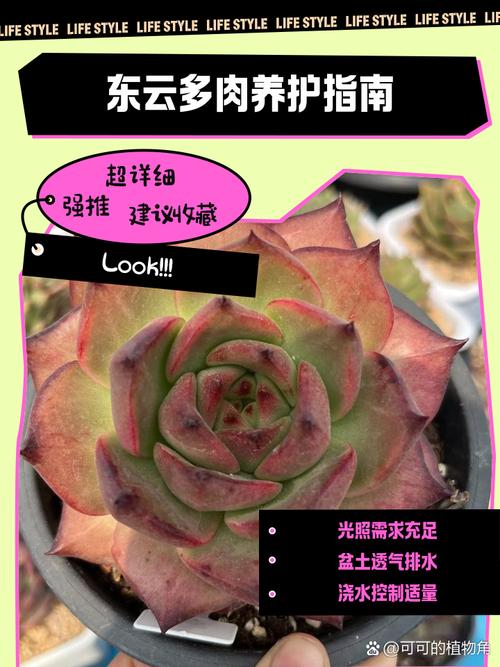 东云多肉怎么养(东云多肉有哪些种类)-第7张图片-多多自然网 东云多肉怎么养(东云多肉有哪些种类)-第7张图片-多多自然网