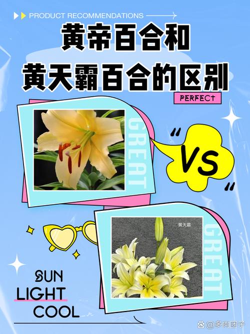 黄百合怎么养(黄百合养护)-第7张图片-多多自然网 黄百合怎么养(黄百合养护)-第7张图片-多多自然网