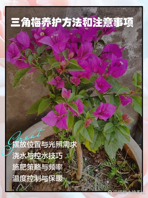 三角梅的养殖方法和注意事项(刚种的三角梅的养殖方法和注意事项)-第1张图片-多多自然网 三角梅的养殖方法和注意事项(刚种的三角梅的养殖方法和注意事项)-第1张图片-多多自然网