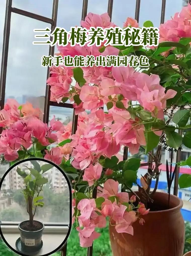 三角梅的养殖方法和注意事项(刚种的三角梅的养殖方法和注意事项)-第2张图片-多多自然网 三角梅的养殖方法和注意事项(刚种的三角梅的养殖方法和注意事项)-第2张图片-多多自然网