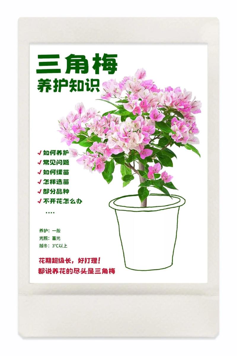 三角梅的养殖方法和注意事项(刚种的三角梅的养殖方法和注意事项)-第3张图片-多多自然网 三角梅的养殖方法和注意事项(刚种的三角梅的养殖方法和注意事项)-第3张图片-多多自然网