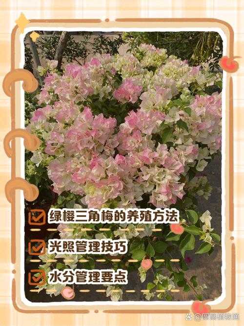 三角梅的养殖方法和注意事项(刚种的三角梅的养殖方法和注意事项)-第6张图片-多多自然网 三角梅的养殖方法和注意事项(刚种的三角梅的养殖方法和注意事项)-第6张图片-多多自然网