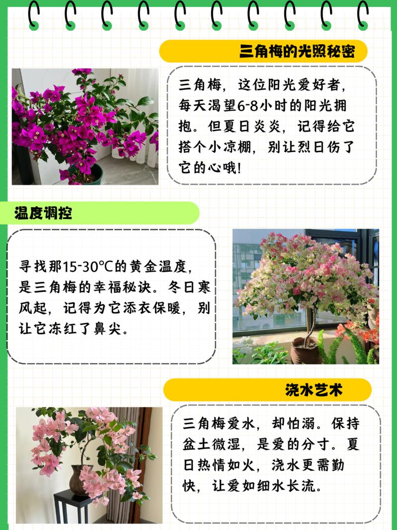 三角梅的养殖方法和注意事项(刚种的三角梅的养殖方法和注意事项)-第8张图片-多多自然网 三角梅的养殖方法和注意事项(刚种的三角梅的养殖方法和注意事项)-第8张图片-多多自然网