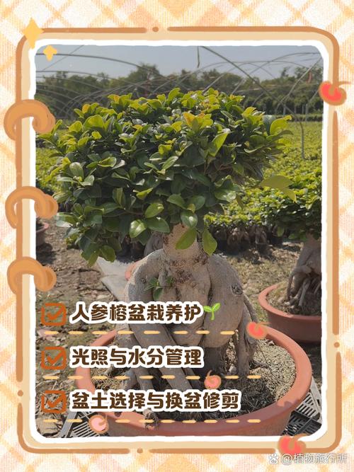 人参榕的养殖方法和注意事项(人参榕的养殖方法与日常养护知识)-第4张图片-多多自然网 人参榕的养殖方法和注意事项(人参榕的养殖方法与日常养护知识)-第4张图片-多多自然网
