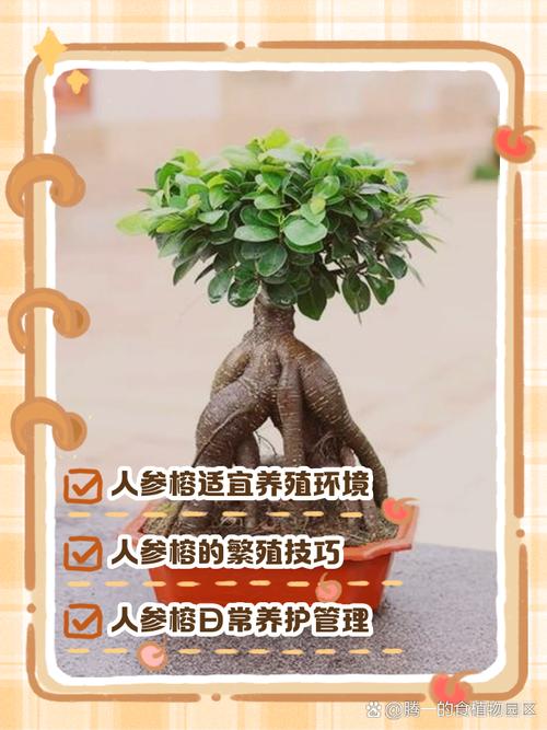 人参榕的养殖方法和注意事项(人参榕的养殖方法与日常养护知识)-第6张图片-多多自然网 人参榕的养殖方法和注意事项(人参榕的养殖方法与日常养护知识)-第6张图片-多多自然网