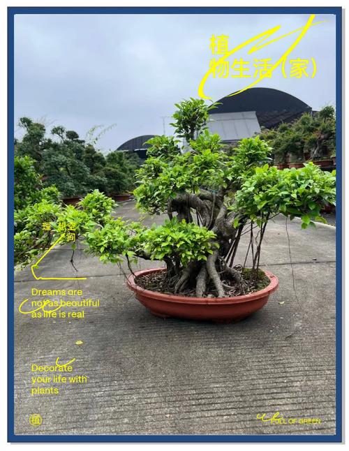 人参榕的养殖方法和注意事项(人参榕的养殖方法与日常养护知识)-第5张图片-多多自然网 人参榕的养殖方法和注意事项(人参榕的养殖方法与日常养护知识)-第5张图片-多多自然网