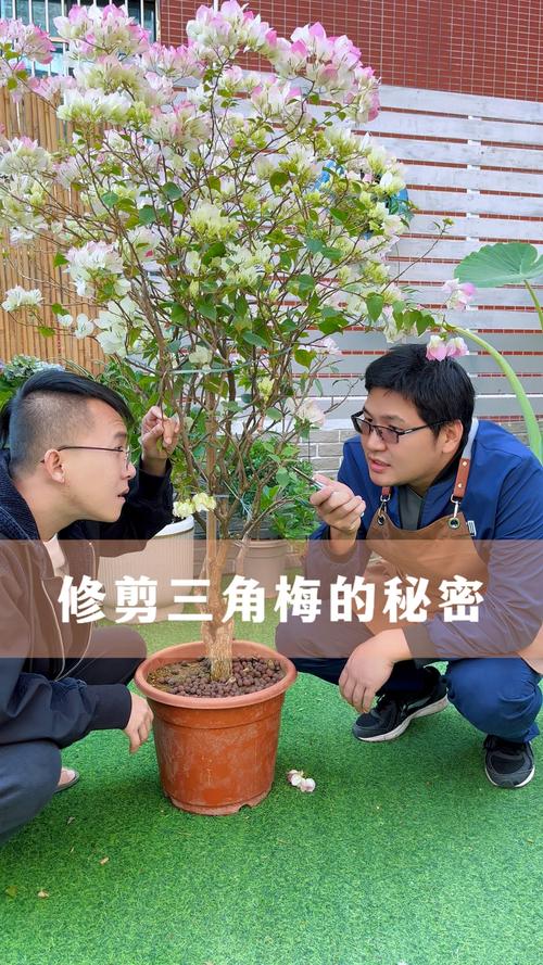 三角梅的修剪方法(三角梅的修剪方法和注意事项)-第1张图片-多多自然网 三角梅的修剪方法(三角梅的修剪方法和注意事项)-第1张图片-多多自然网