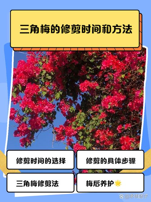 三角梅的修剪方法(三角梅的修剪方法和注意事项)-第2张图片-多多自然网 三角梅的修剪方法(三角梅的修剪方法和注意事项)-第2张图片-多多自然网