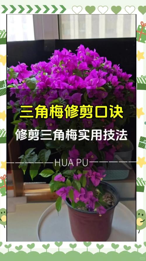 三角梅的修剪方法(三角梅的修剪方法和注意事项)-第4张图片-多多自然网 三角梅的修剪方法(三角梅的修剪方法和注意事项)-第4张图片-多多自然网