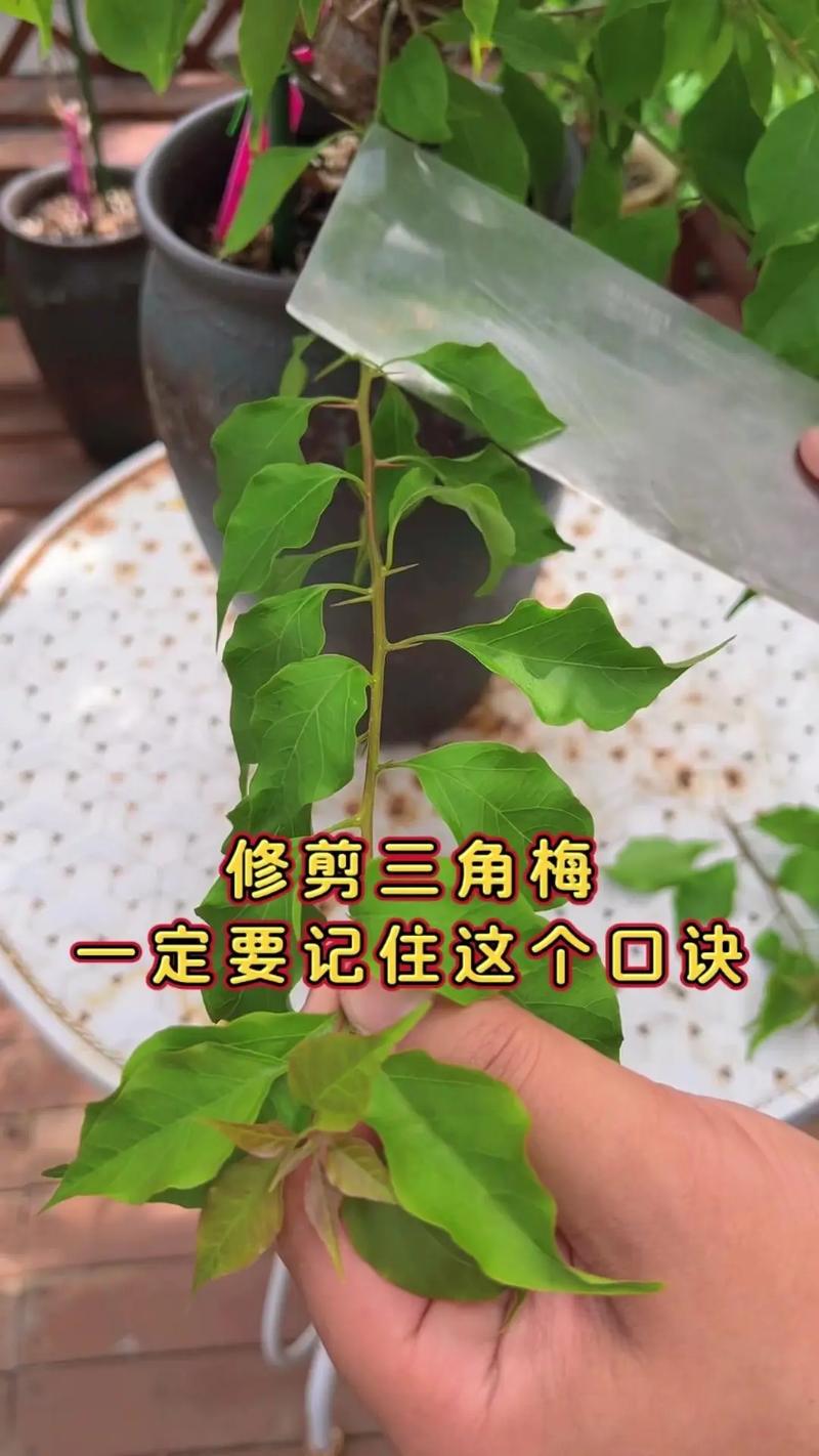 三角梅的修剪方法(三角梅的修剪方法和注意事项)-第5张图片-多多自然网 三角梅的修剪方法(三角梅的修剪方法和注意事项)-第5张图片-多多自然网
