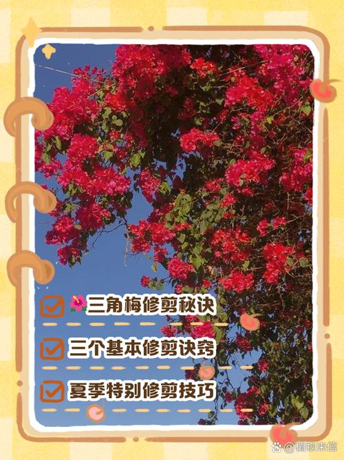 三角梅的修剪方法(三角梅的修剪方法和注意事项)-第6张图片-多多自然网 三角梅的修剪方法(三角梅的修剪方法和注意事项)-第6张图片-多多自然网