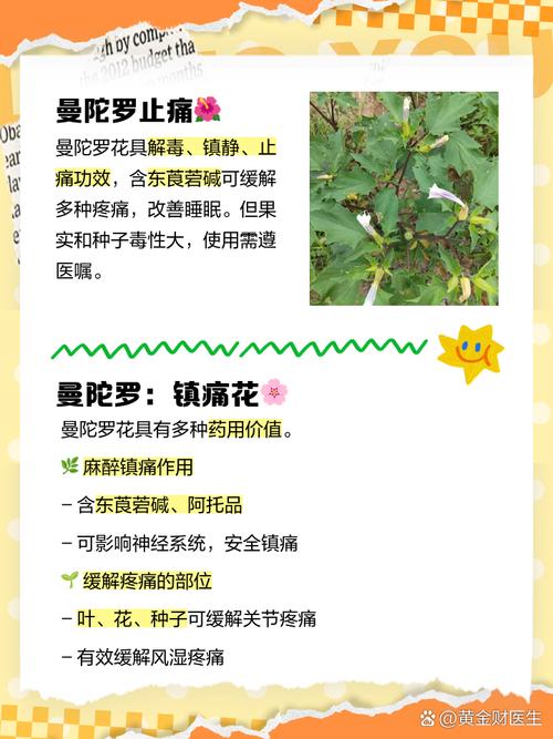 曼陀罗秋天怎么养(曼陀罗适合什么季节种)-第4张图片-多多自然网 曼陀罗秋天怎么养(曼陀罗适合什么季节种)-第4张图片-多多自然网