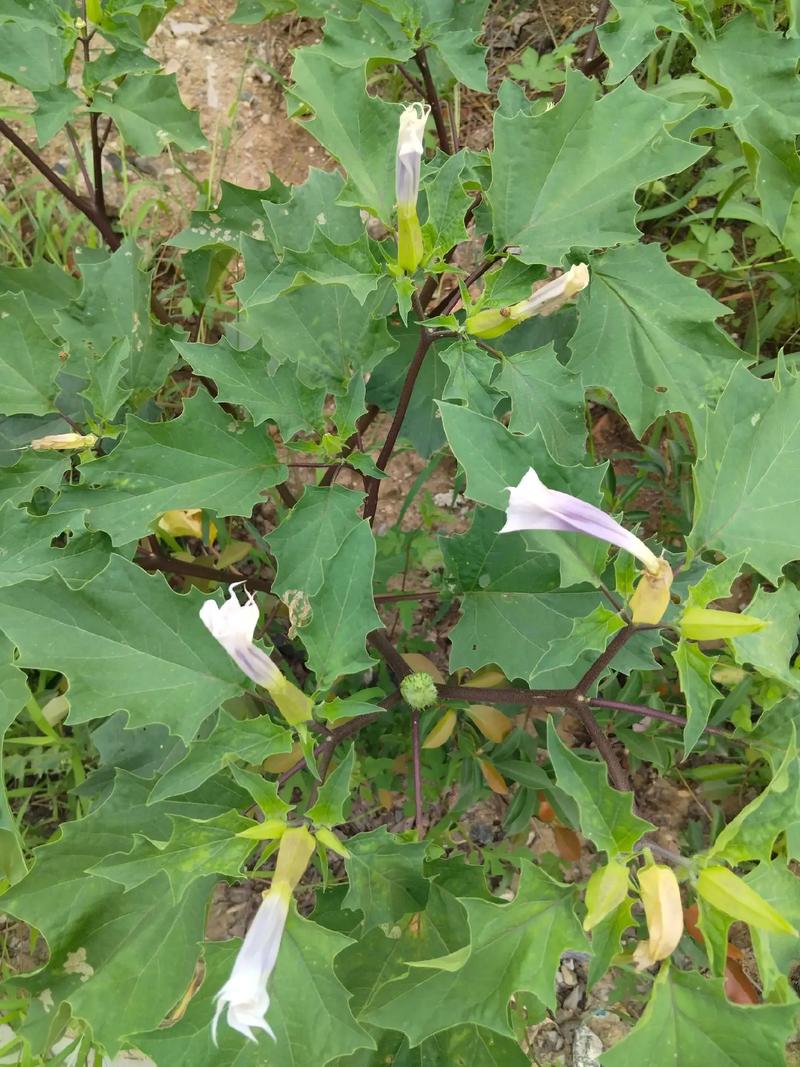 曼陀罗秋天怎么养(曼陀罗适合什么季节种)-第5张图片-多多自然网 曼陀罗秋天怎么养(曼陀罗适合什么季节种)-第5张图片-多多自然网