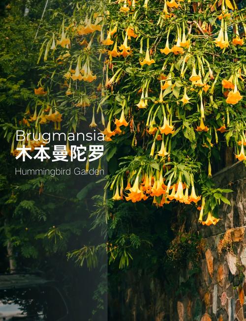 曼陀罗秋天怎么养(曼陀罗适合什么季节种)-第6张图片-多多自然网 曼陀罗秋天怎么养(曼陀罗适合什么季节种)-第6张图片-多多自然网