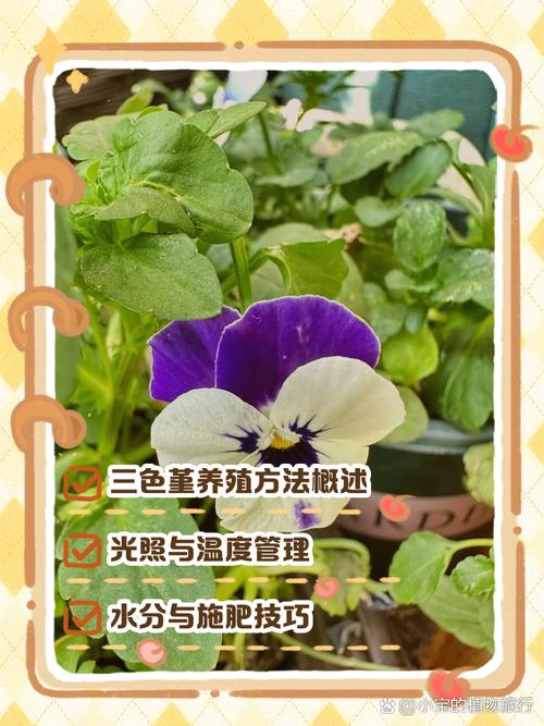 三色堇秋天怎么养(三色堇秋天可以播种吗)-第4张图片-多多自然网 三色堇秋天怎么养(三色堇秋天可以播种吗)-第4张图片-多多自然网