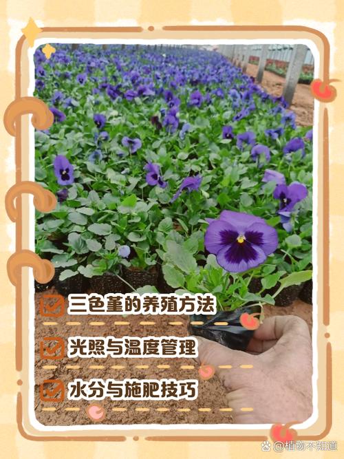三色堇秋天怎么养(三色堇秋天可以播种吗)-第7张图片-多多自然网 三色堇秋天怎么养(三色堇秋天可以播种吗)-第7张图片-多多自然网