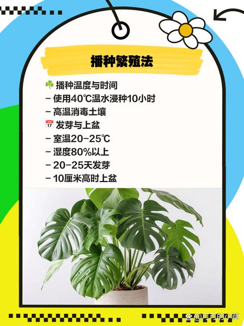 龟背竹怎么分株(龟背竹怎么分株伤害最小)-第3张图片-多多自然网 龟背竹怎么分株(龟背竹怎么分株伤害最小)-第3张图片-多多自然网