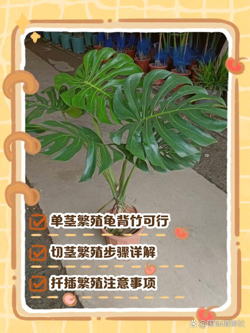 龟背竹怎么分株(龟背竹怎么分株伤害最小)-第6张图片-多多自然网 龟背竹怎么分株(龟背竹怎么分株伤害最小)-第6张图片-多多自然网
