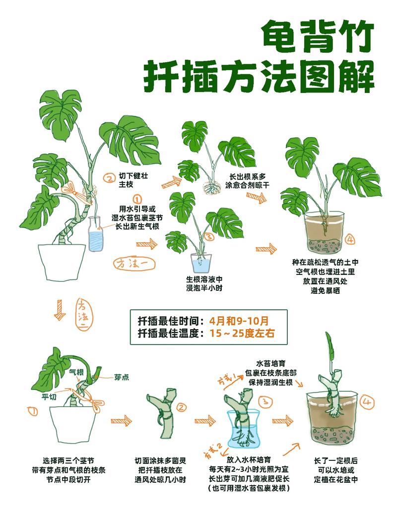 龟背竹怎么分株(龟背竹怎么分株伤害最小)-第7张图片-多多自然网 龟背竹怎么分株(龟背竹怎么分株伤害最小)-第7张图片-多多自然网