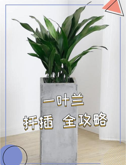 一叶兰怎么繁殖（一叶兰繁殖方式）-第4张图片-多多自然网