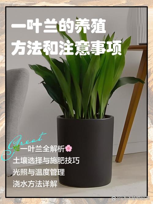 一叶兰怎么繁殖（一叶兰繁殖方式）-第5张图片-多多自然网