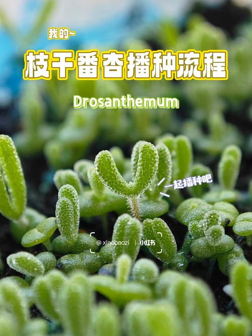 枝干番杏种子怎么种(枝干番杏怎么播种)-第2张图片-多多自然网 枝干番杏种子怎么种(枝干番杏怎么播种)-第2张图片-多多自然网