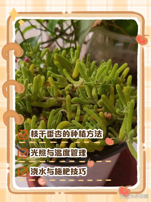 枝干番杏种子怎么种(枝干番杏怎么播种)-第3张图片-多多自然网 枝干番杏种子怎么种(枝干番杏怎么播种)-第3张图片-多多自然网