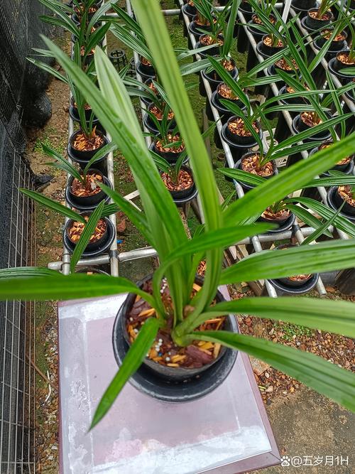墨兰怎样杀菌(墨兰杀菌是喷叶还是灌根)-第1张图片-多多自然网 墨兰怎样杀菌(墨兰杀菌是喷叶还是灌根)-第1张图片-多多自然网