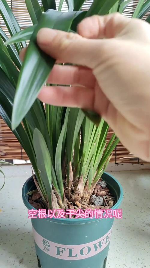 墨兰怎样杀菌(墨兰杀菌是喷叶还是灌根)-第2张图片-多多自然网 墨兰怎样杀菌(墨兰杀菌是喷叶还是灌根)-第2张图片-多多自然网