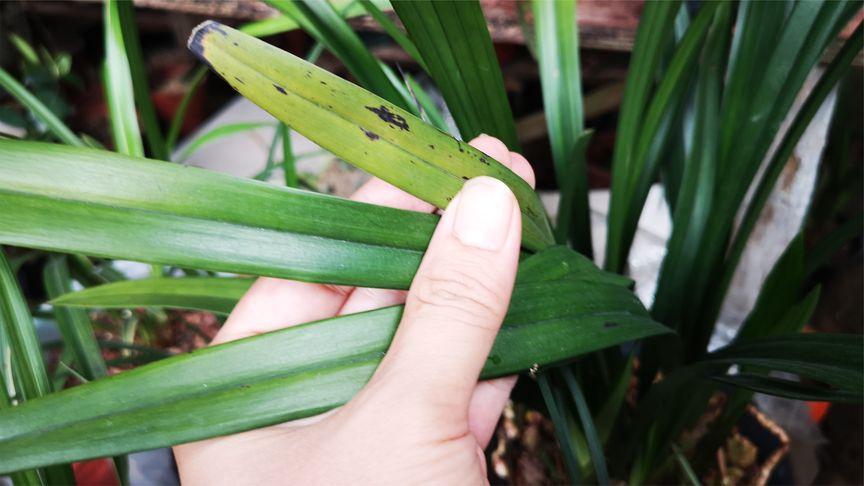 墨兰怎样杀菌(墨兰杀菌是喷叶还是灌根)-第3张图片-多多自然网 墨兰怎样杀菌(墨兰杀菌是喷叶还是灌根)-第3张图片-多多自然网