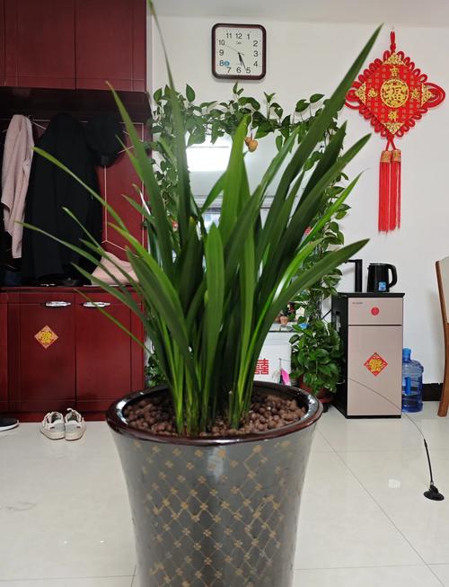 墨兰怎样杀菌(墨兰杀菌是喷叶还是灌根)-第4张图片-多多自然网 墨兰怎样杀菌(墨兰杀菌是喷叶还是灌根)-第4张图片-多多自然网
