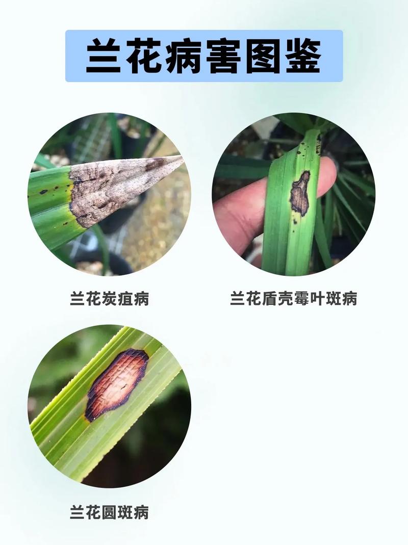 墨兰怎样杀菌(墨兰杀菌是喷叶还是灌根)-第6张图片-多多自然网 墨兰怎样杀菌(墨兰杀菌是喷叶还是灌根)-第6张图片-多多自然网