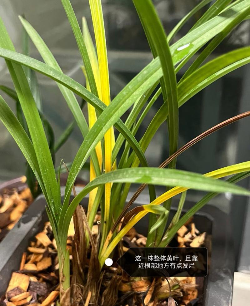 墨兰怎样杀菌(墨兰杀菌是喷叶还是灌根)-第7张图片-多多自然网 墨兰怎样杀菌(墨兰杀菌是喷叶还是灌根)-第7张图片-多多自然网