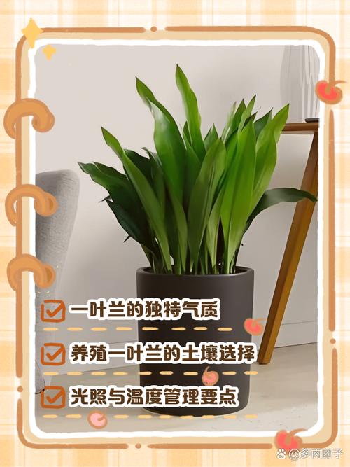 一叶兰怎么养(一叶兰怎么养?)-第3张图片-多多自然网 一叶兰怎么养(一叶兰怎么养?)-第3张图片-多多自然网