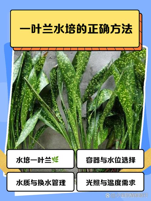 一叶兰怎么养(一叶兰怎么养?)-第4张图片-多多自然网 一叶兰怎么养(一叶兰怎么养?)-第4张图片-多多自然网
