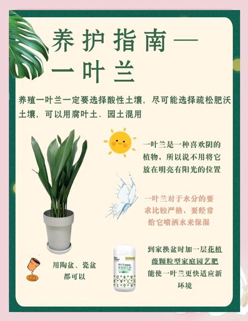 一叶兰怎么养(一叶兰怎么养?)-第5张图片-多多自然网 一叶兰怎么养(一叶兰怎么养?)-第5张图片-多多自然网
