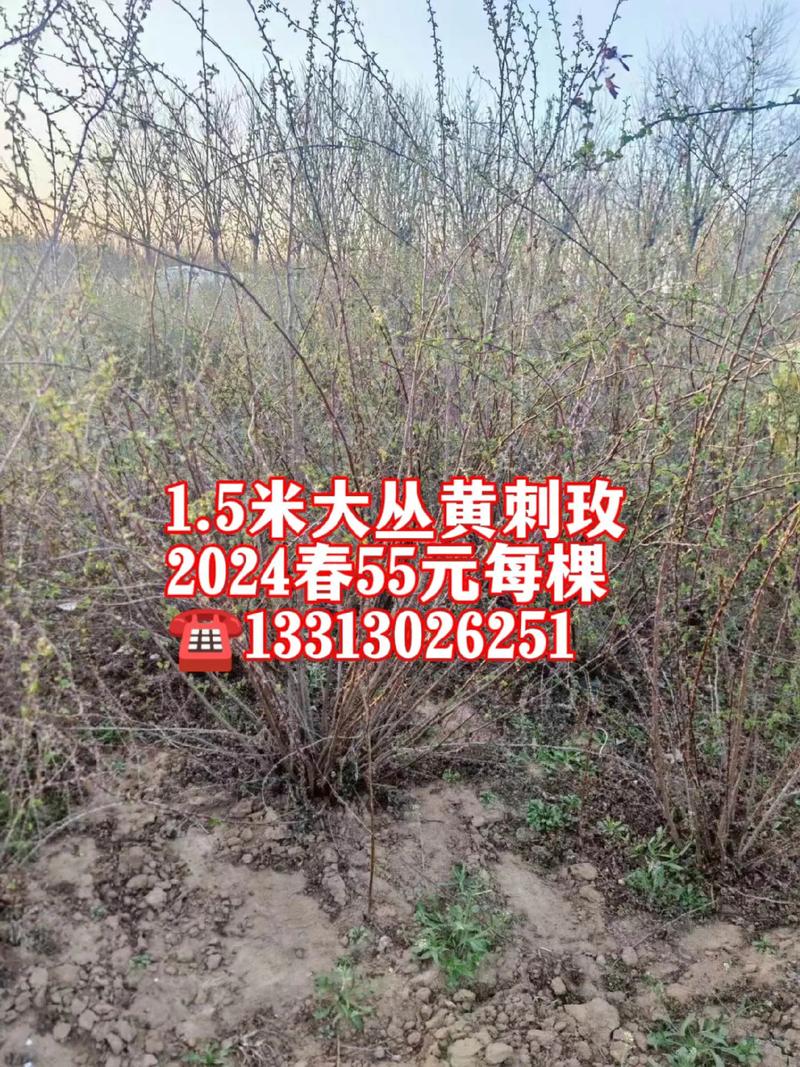 黄刺玫的种子怎么种（黄刺玫的果实叫什么）-第7张图片-多多自然网