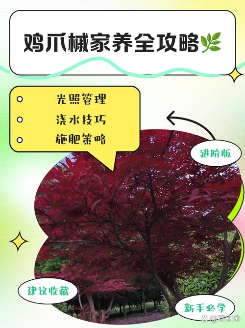 盆栽鸡爪槭怎么养护(鸡爪槭的盆栽种植方法)-第3张图片-多多自然网 盆栽鸡爪槭怎么养护(鸡爪槭的盆栽种植方法)-第3张图片-多多自然网