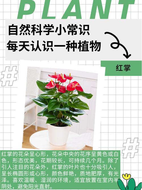 红掌开花小是什么原因（红掌开花后还会再开吗）-第1张图片-多多自然网