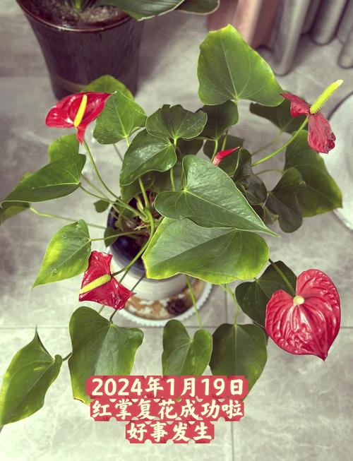 红掌开花小是什么原因（红掌开花后还会再开吗）-第2张图片-多多自然网